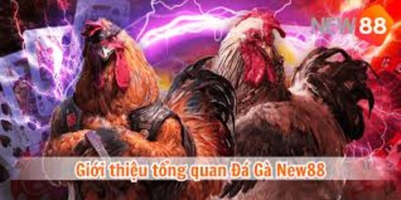 Vài nét giới thiệu về đá gà New88